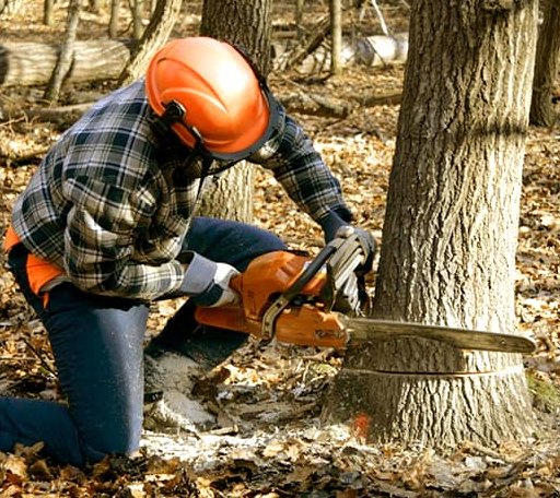 Tree Removal in Sandoval, IL